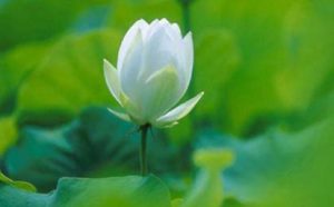第三世多杰羌佛拒收一亿两千多万的股票供养