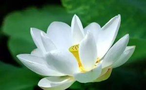 第三世多杰羌佛五明成就 医方明之制药保健