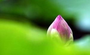 南无第三世多杰羌佛不收供养实例（十）拒收百万美金房产