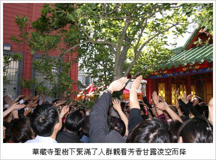 第三世多杰羌佛圣迹 看到圣树降下甘露图片 第2张 第三世多杰羌佛圣迹 看到圣树降下甘露 第2张
