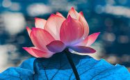 南无第三世多杰羌佛说法 我在控制你们吗？我为了什么？